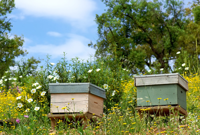 Wie man mit der Imkerei beginnt