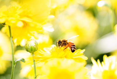Wussten Sie schon… über Bienen und Honig